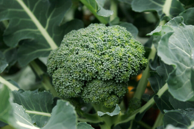 栄養バランスの取れた緑黄色野菜