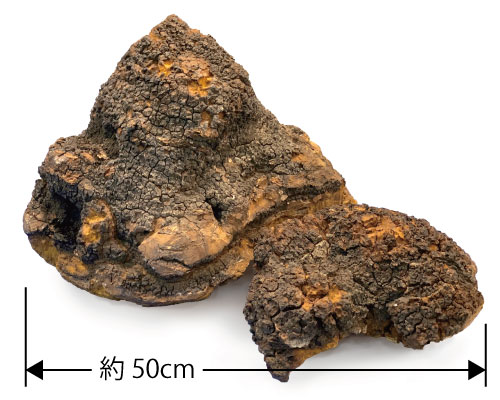 寒冷地の白樺の木に寄生するきのこ