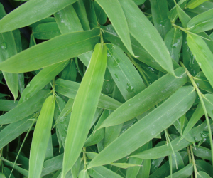 多糖体を葉と茎から抽出