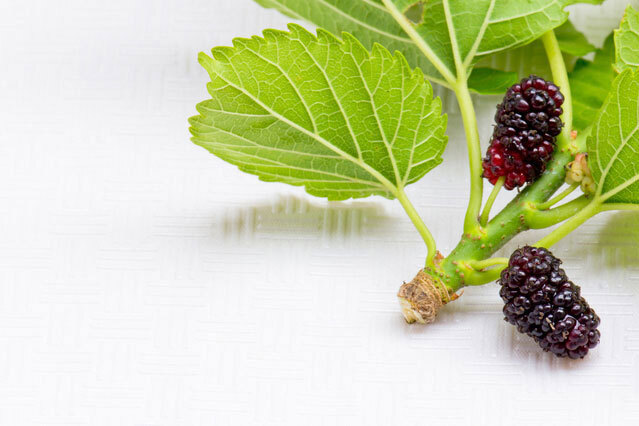 手間ひまかけて作られている桑の葉