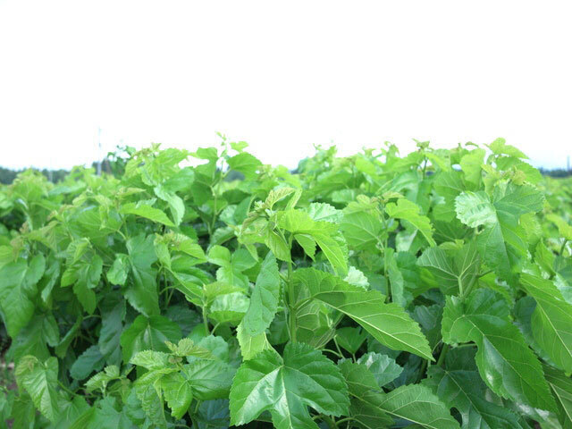 GABAやビタミン･ミネラルたっぷり!!