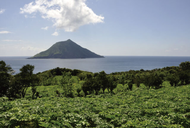 八丈島の豊かな環境で育った明日葉