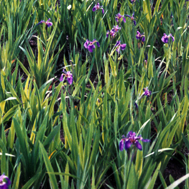 ヒオウギアヤメ