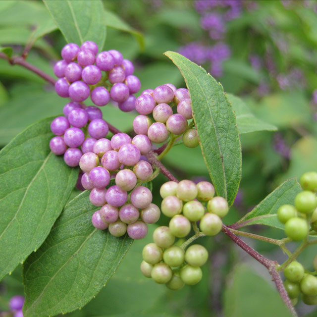 ムラサキシキブ