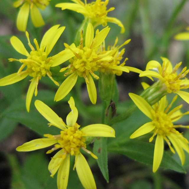 アキノキリンソウ