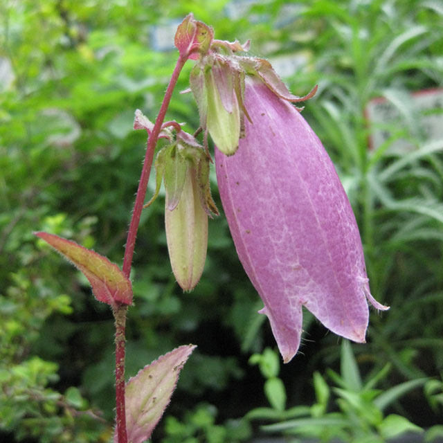 キキョウ科 ホタルブクロ属 ホタルブクロ 蛍袋 の苗 野草の苗販売 ワイルドプランツ エルブ