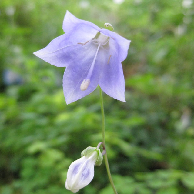キキョウ科 ツリガネニンジン属 ソバナ(岨菜)の苗：野草の苗販売