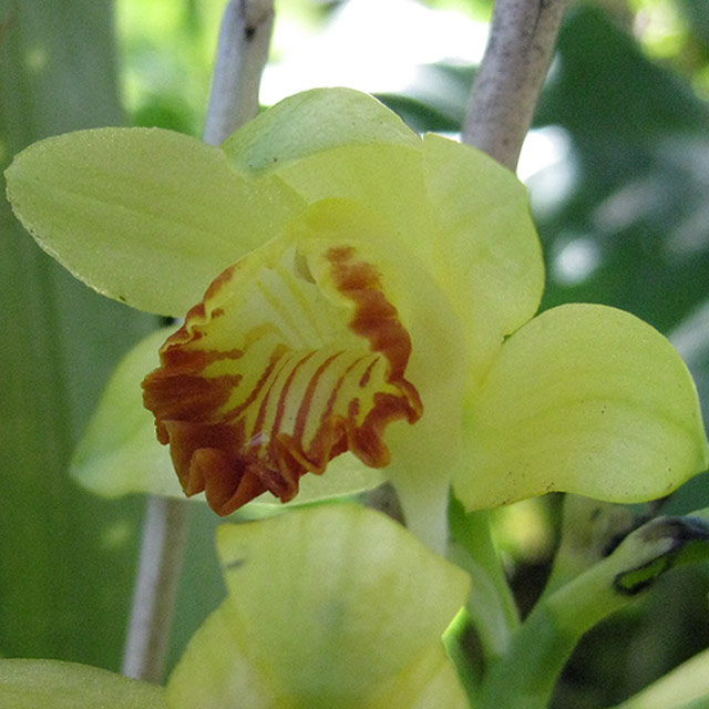 岩石蘭素心花（ガンセキラン） Yahoo!オークション - 岩石蘭素心花（ガンセキラン）