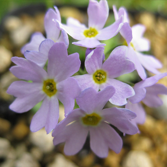 サクラソウ科 サクラソウ属 ユキワリコザクラ(雪割小桜)の苗：野草の苗