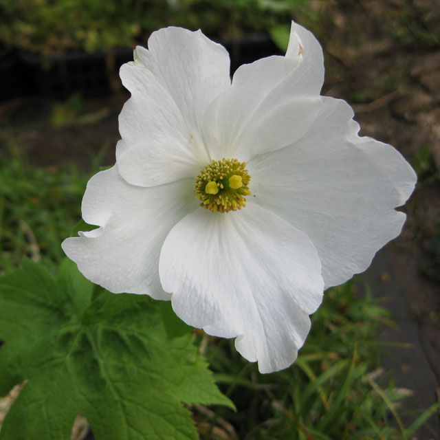 シラネアオイ・白花