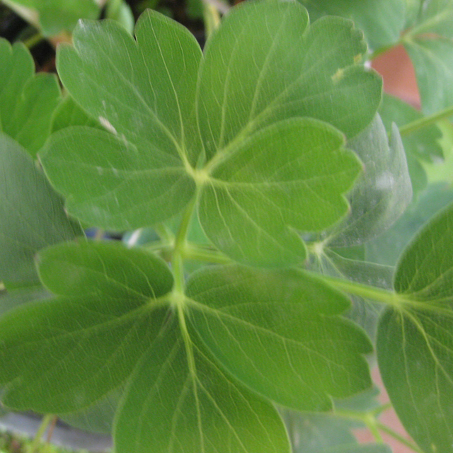 セリ科 カワラボウフウ属 ボタンボウフウ 牡丹防風 の苗 野草の苗販売 ワイルドプランツ エルブ