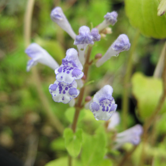 アカボシタツナミソウ