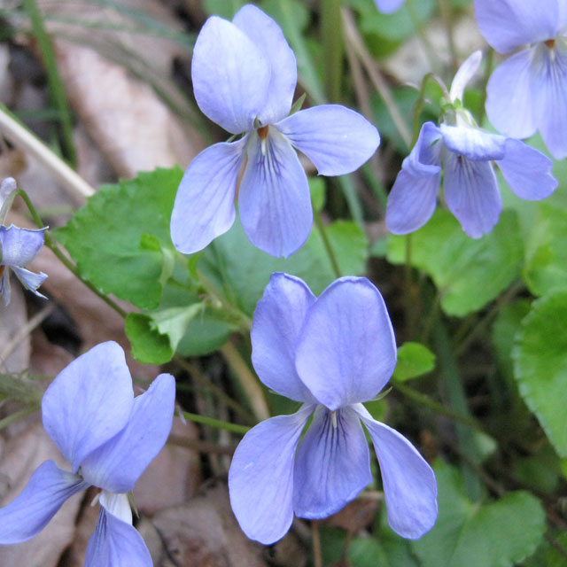 スミレ スミレ科 タチツボスミレの苗：野草の苗販売『ワイルドプランツ・エルブ』