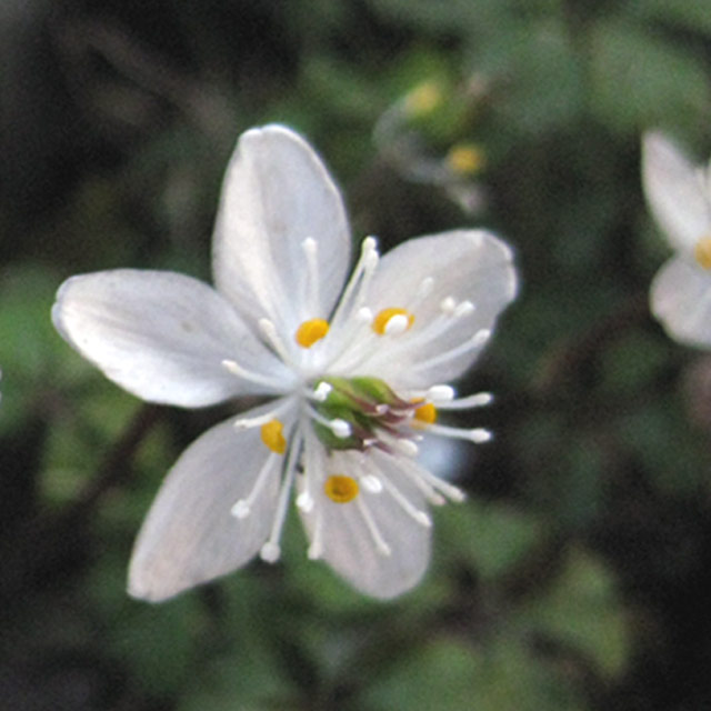 キンポウゲ科 バイカオウレン(梅花黄色連)の苗：野草の苗販売