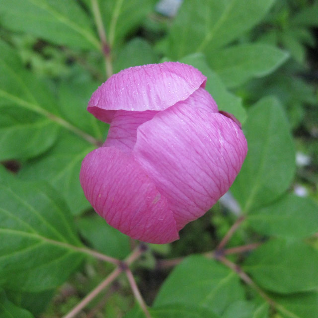 ベニバナヤマシャクヤク