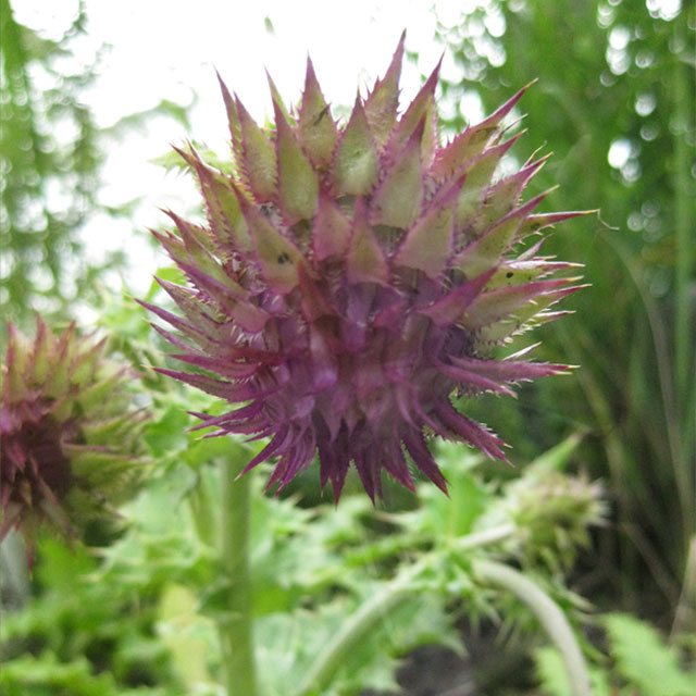 日本の山野草 キク科 フジアザミ 富士薊 の苗 ワイルドプランツ エルブ