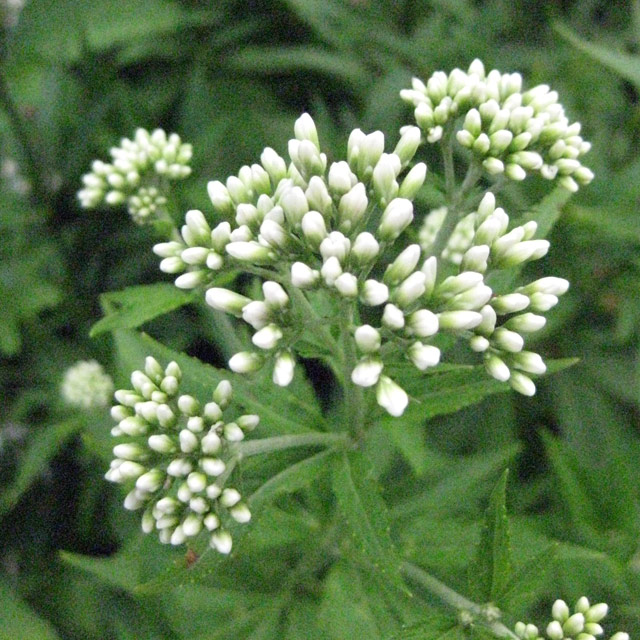 フジバカマ・白花