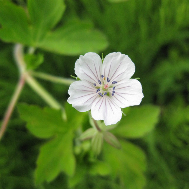 ゲンノショウコ