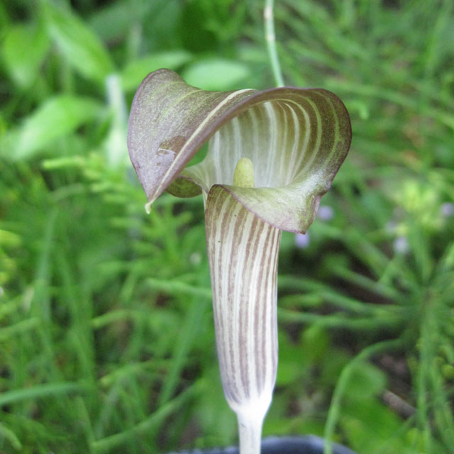 サトイモ科 ヒガンマムシグサ(彼岸蝮草)の苗：野草の苗販売『ワイルド