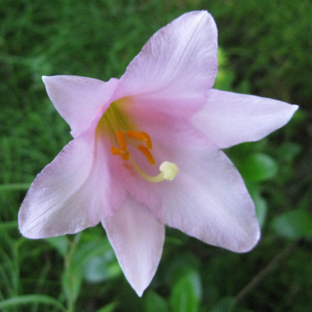 ユリ科 ヒメサユリ 姫早百合 の苗 野草の苗販売 ワイルドプランツ エルブ ユリ科 ヒメサユリ 姫早百合 の苗 野草の苗販売 ワイルドプランツ エルブ