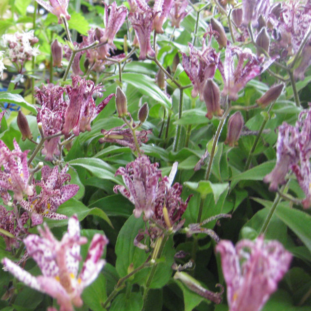 ユリ科 ホトトギス(杜鵑)の苗：野草の苗販売『ワイルドプランツ・エルブ』