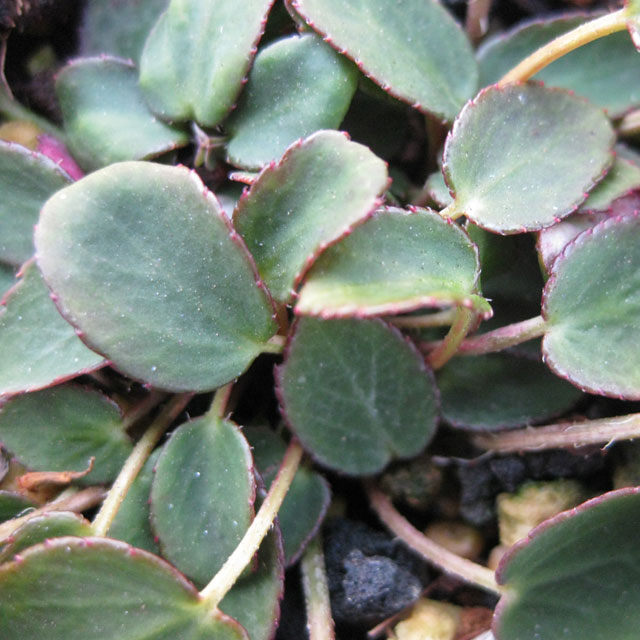 イワユキノシタ