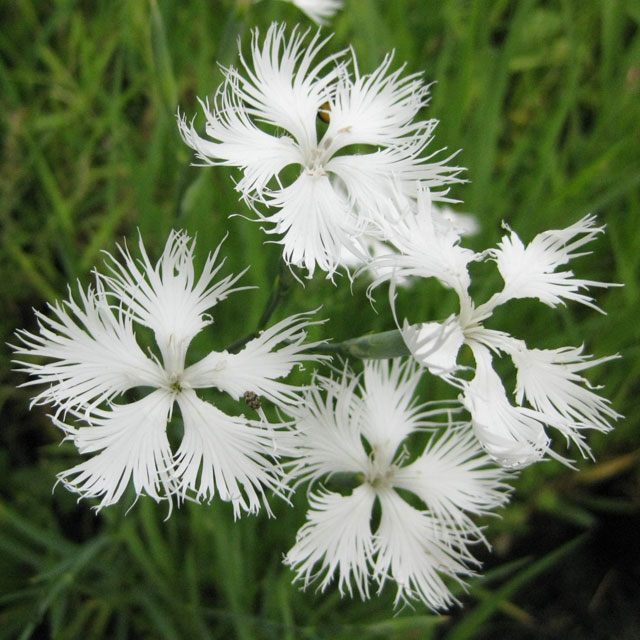 カワラナデシコ・白花