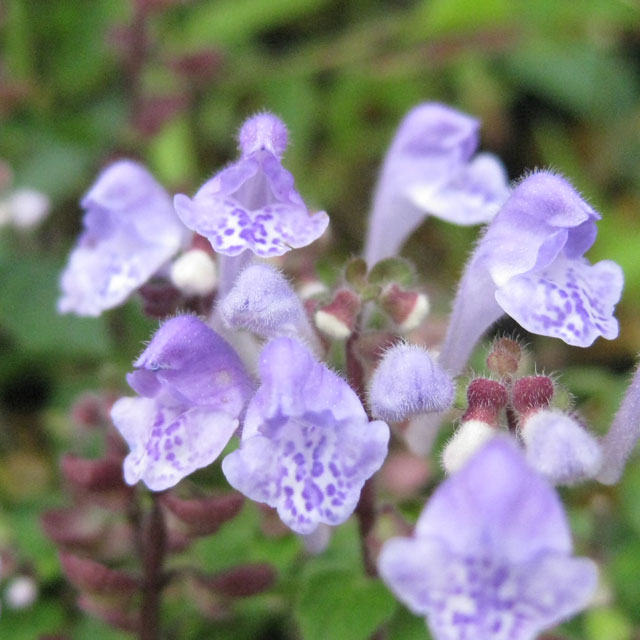 コバノタツナミ