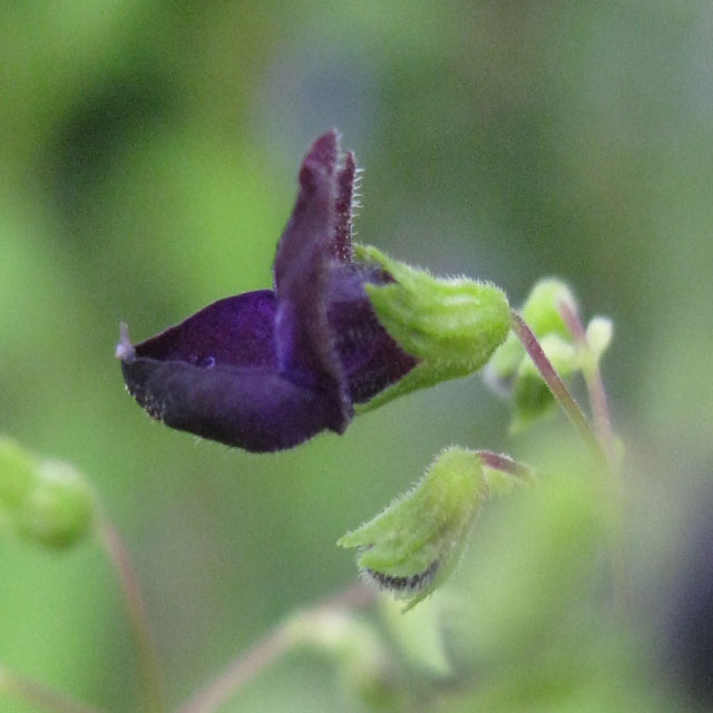 クロバナヒキオコシ