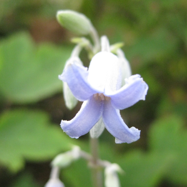 キンポウゲ科 クサボタン(草牡丹)の苗：野草の苗販売『ワイルド