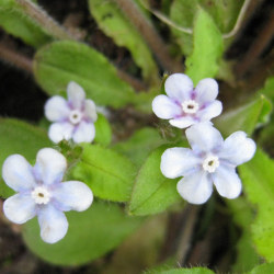 ムラサキ科 ルリソウ属 ヤマルリソウ 山瑠璃草 野草の苗販売 ワイルドプランツ エルブ ムラサキ科 ルリソウ属 ヤマルリソウ 山瑠璃草 野草の苗販売 ワイルドプランツ エルブ