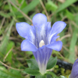 アサマリンドウ