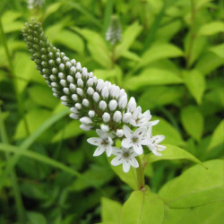 サクラソウ科 オカトラノオ 丘虎の尾 の苗 野草の苗販売 ワイルドプランツ エルブ