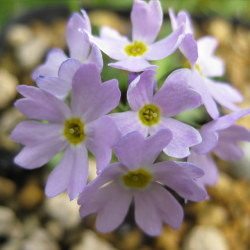 サクラソウ科 サクラソウ属 ユキワリコザクラ(雪割小桜)の苗：野草の苗
