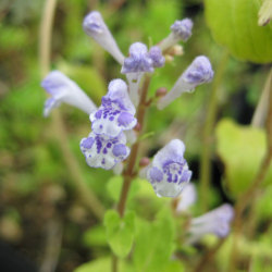 アカボシタツナミソウ