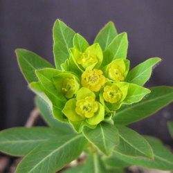 トウダイグサ科 トウダイグサ属 ノウルシ 野漆 の苗 野草の苗販売 ワイルドプランツ エルブ