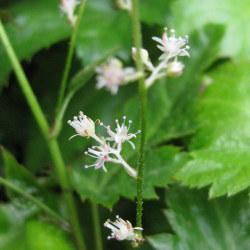 ユキノシタ科 ヒトツバショウマ 一葉升麻 の苗 野草の苗販売 ワイルドプランツ エルブ ユキノシタ科 ヒトツバショウマ 一葉升麻 の苗 野草の苗販売 ワイルドプランツ エルブ