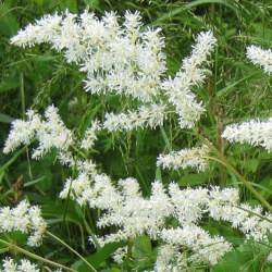 アワモリショウマ