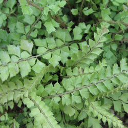 日本のシダ植物 アマミデンダの苗：野草の苗販売『ワイルドプランツ
