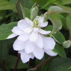 ドクダミ科 ドクダミ 八重咲の苗 野草の苗販売 ワイルドプランツ エルブ