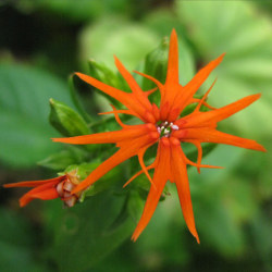 エンビセンノウ