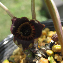 ウマノスズクサ科 フタバアオイ(双葉葵)の苗：野草の苗販売『ワイルド