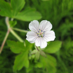 ゲンノショウコ