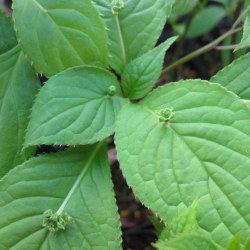 日本の樹木・ミズキ科 ハナイカダ(花筏)の苗木：野草の苗木販売