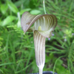 ヒガンマムシグサ