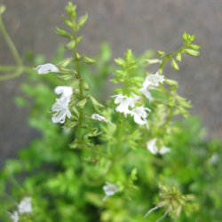 ヒメタムラソウ