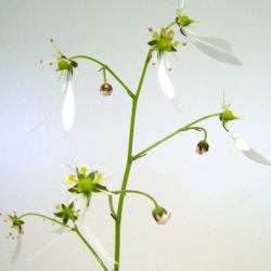 ユキノシタ科 ジンジソウ(人字草)の苗：野草の苗販売『ワイルド