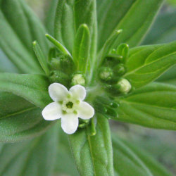 ムラサキ科 ムラサキ(紫草)：野草の苗販売『ワイルドプランツ