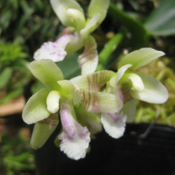 日本の野生ラン・ラン科 ナゴラン(名護蘭)の苗：野草の苗販売