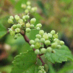 ブドウ科 ノブドウ属 ノブドウ(野葡萄)の苗：野草の苗販売